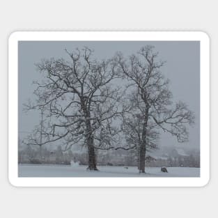 Snowy Trees Sticker